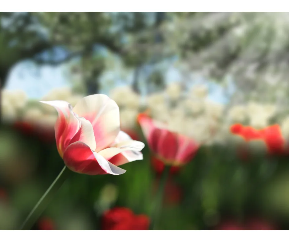 Rote Tulpe, im Vordergrund scharf, dahinter ein Tulpenfeld