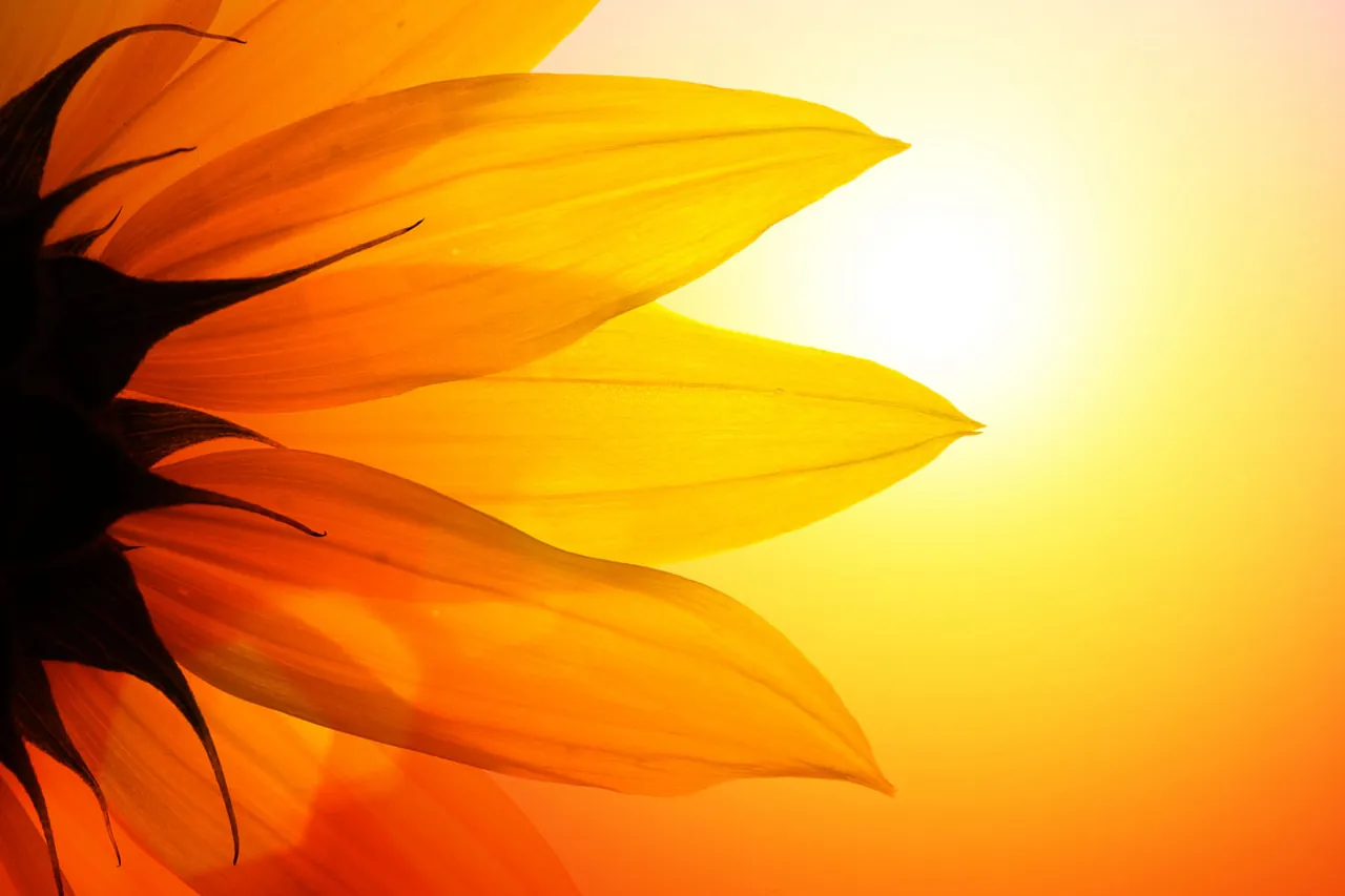 Sonnenblume im Gegenlicht