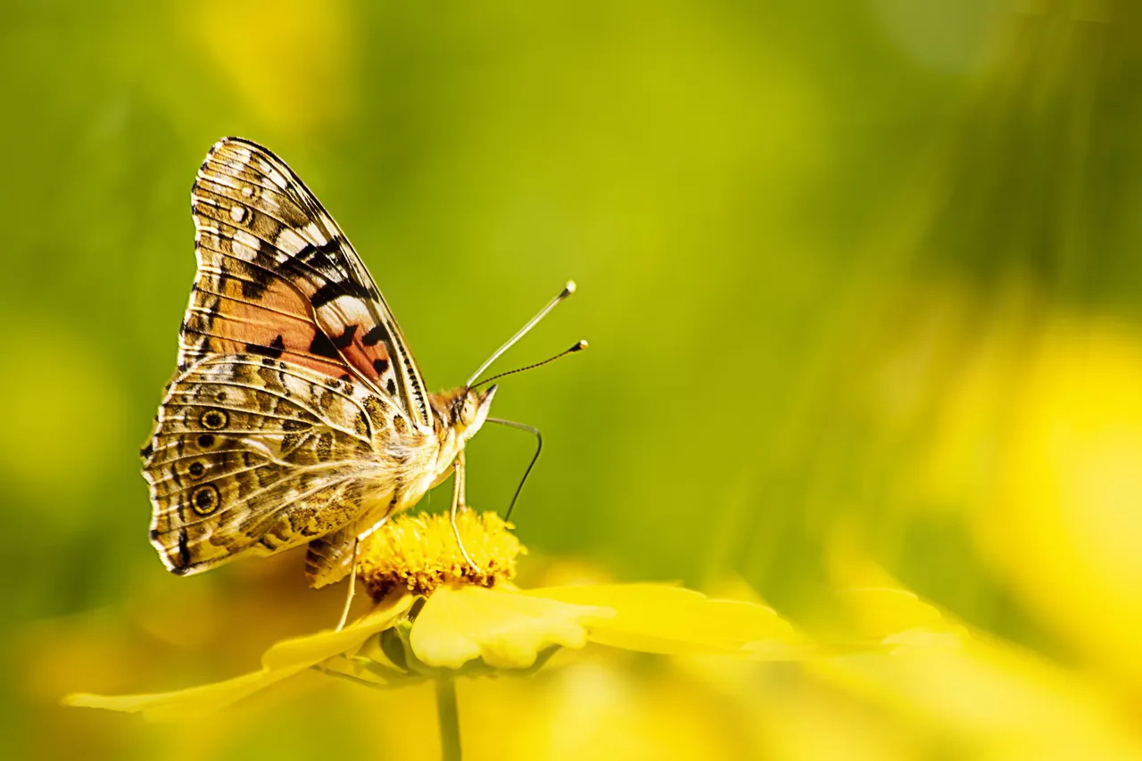 Schmetterling auf einer gelben Blüte